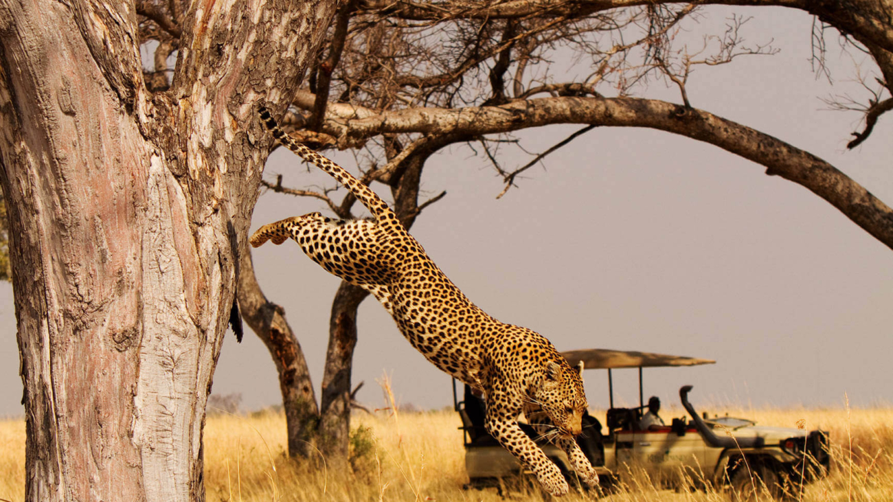 Luxury African Safaris | Tanzania Tours- Maasai Travel